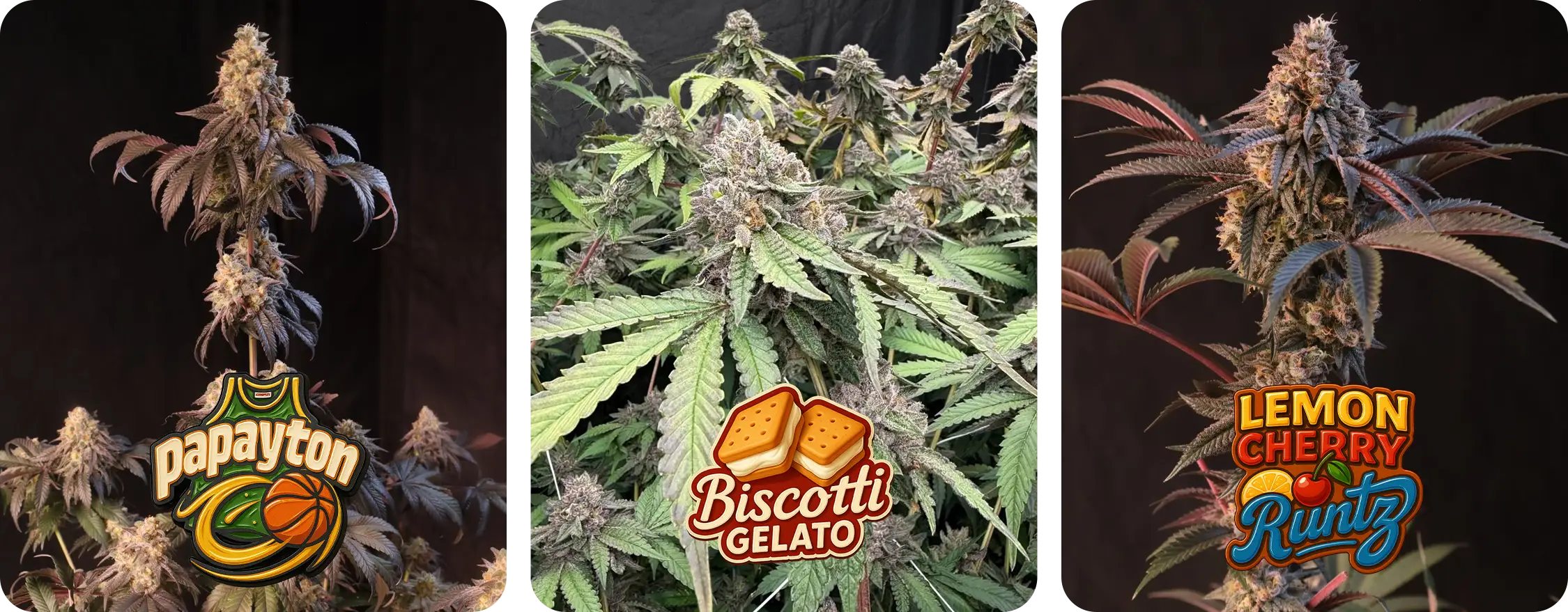 Collages3.jpg 2025 photoperiods fast buds