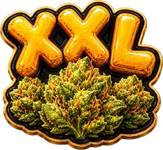 Pineapple OG Auto - XXL Growth