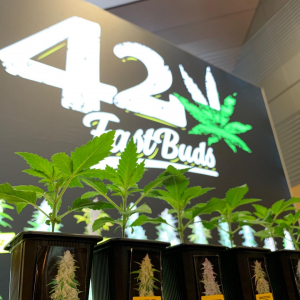 Cultiva Expo & Congress 2019