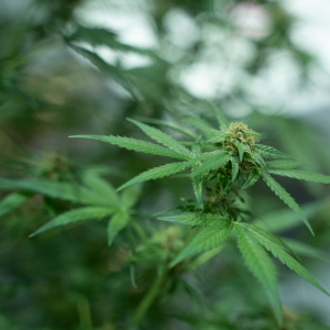 Asia International Hemp Expo & Forum 2023