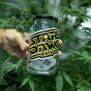 Asia International Hemp Expo & Forum 2023