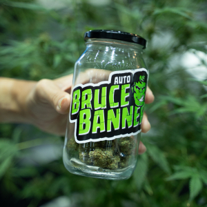 Asia International Hemp Expo & Forum 2023