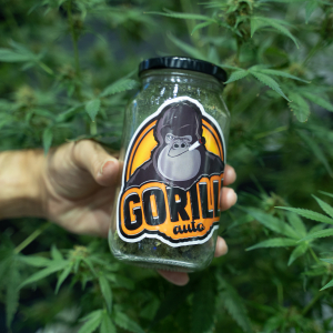 Asia International Hemp Expo & Forum 2023