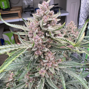 American Autoflower Cup 2024