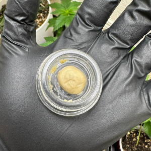 American Autoflower Cup 2024