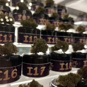 Autoflower World Cup 2024