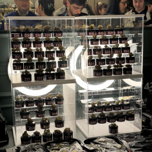 Autoflower World Cup 2024