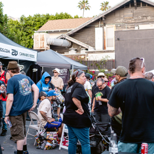 American Autoflower Cup 2025