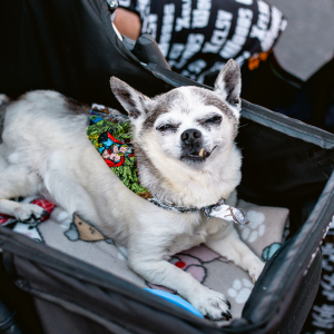 American Autoflower Cup 2025