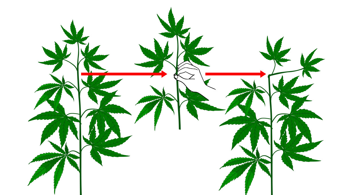 Cropping a cannabis plant