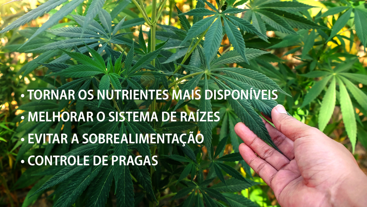 Benefícios dos microorganismos: beneficios