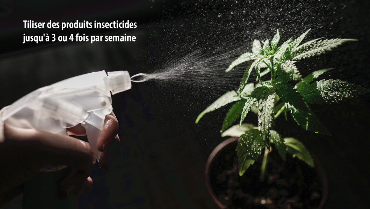 777.jpg Les acariens: comment y faire face