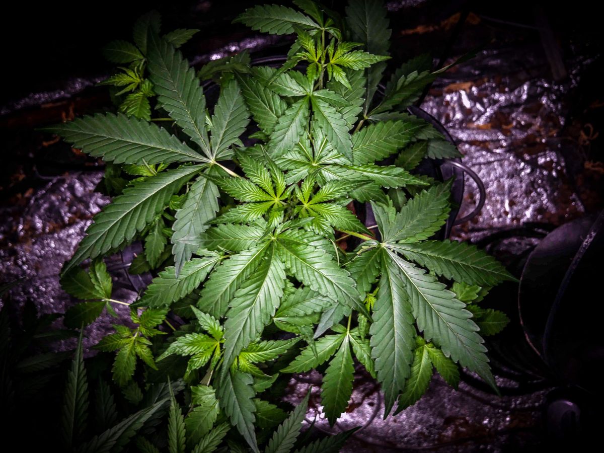 planta de canabis într-un recipient