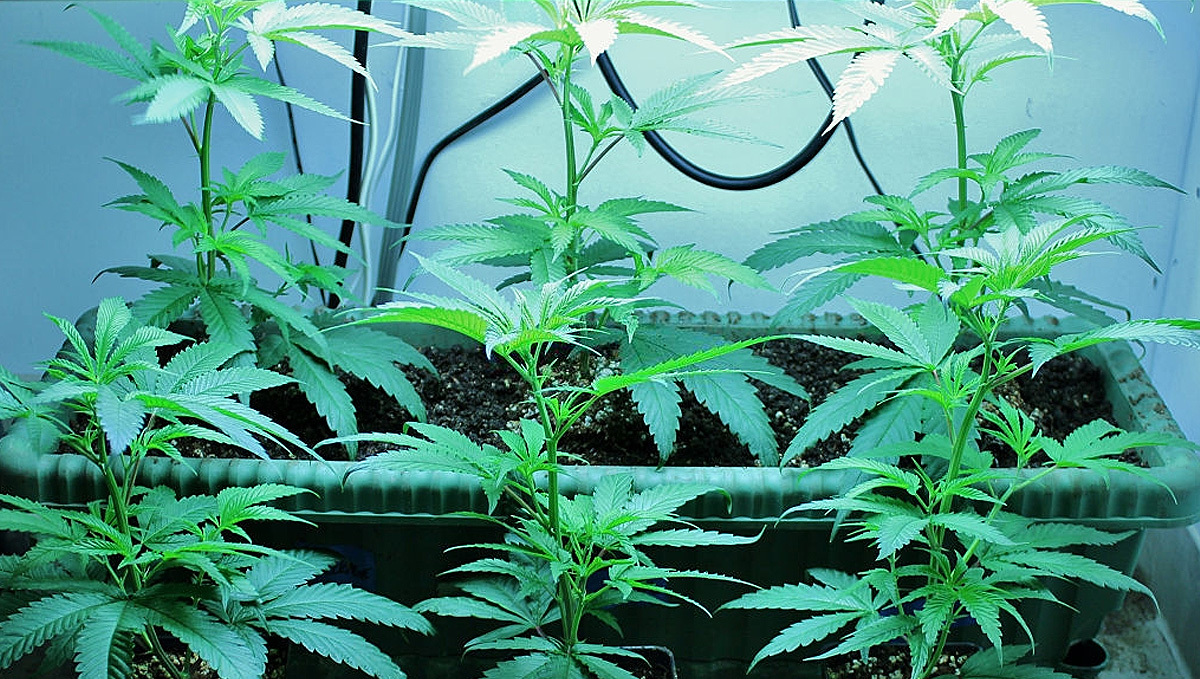 Vegetative Phase of Cannabis plants