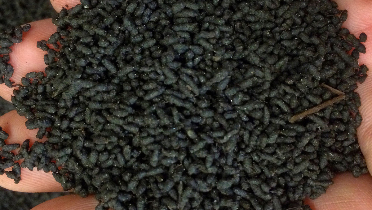 Bester Nährstoffplan für Autos: Wurmhumus