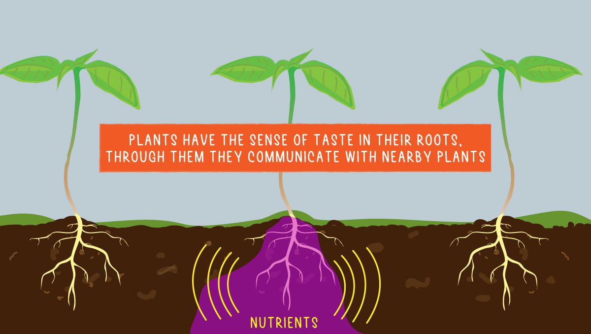 Can cannabis plants think?: taste