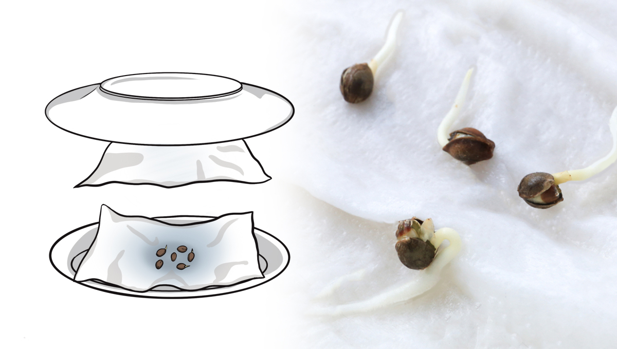 El método de las toallas de papel El método de las toallas de papel