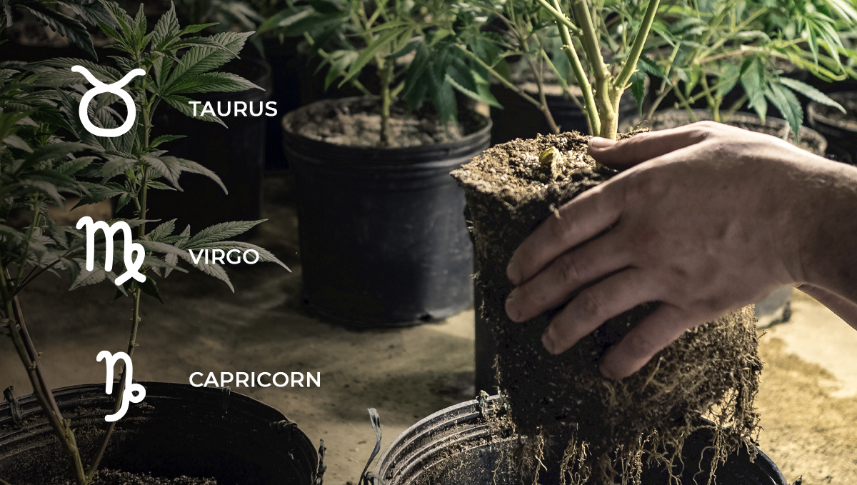 Lunar calendar: root days