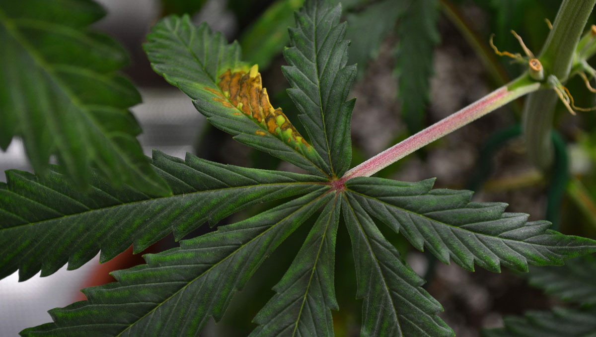 fan leaf phosphorus deficiency