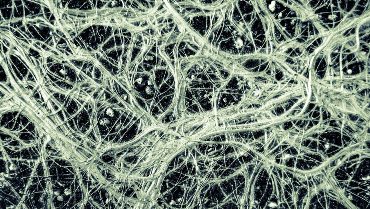 Cannabis and mycorrhizae: imo 2 Cannabis and mycorrhizae: imo 2