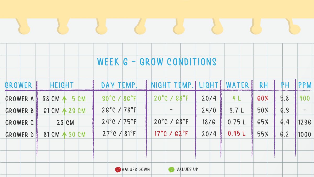 Orange Sherbet Auto Cannabis Strain Week-by-Week Guide: Week 6 grow conditions