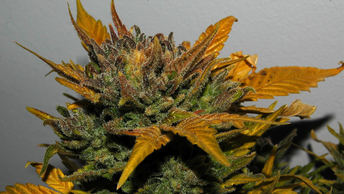 Northern Lights: specifications