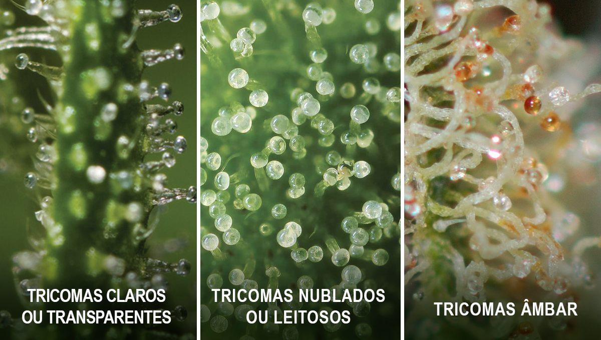 Colher a sua cannabis autoflorescente: estado dos tricomas