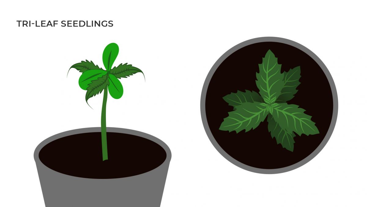 Common cannabis mutations: tri-leaf seedlings