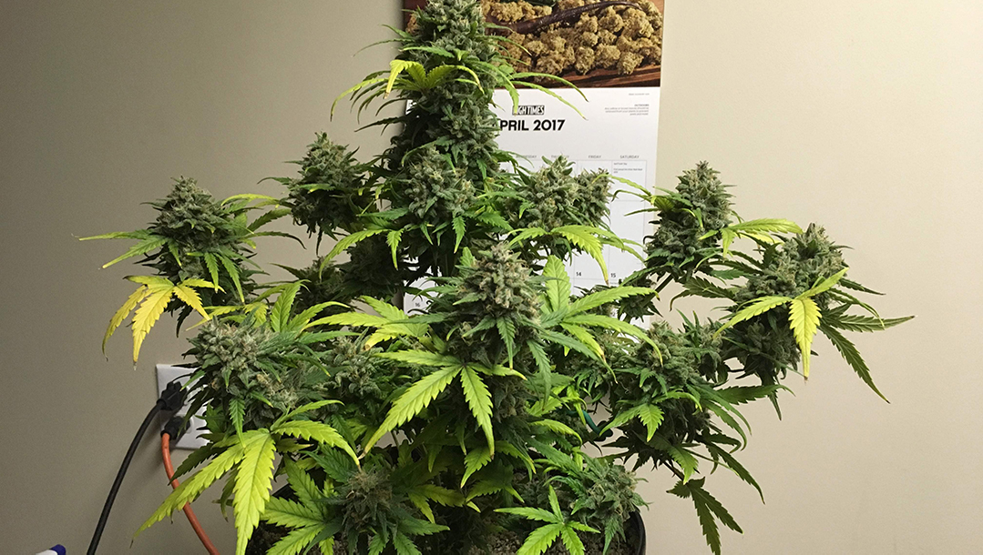 gorilla glue.jpg Fast Buds Gorilla Glue Strain