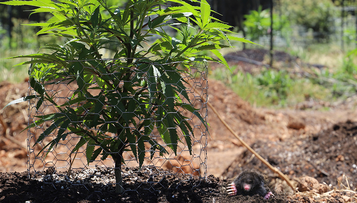 Protect Cannabis Outdoors: wire cage