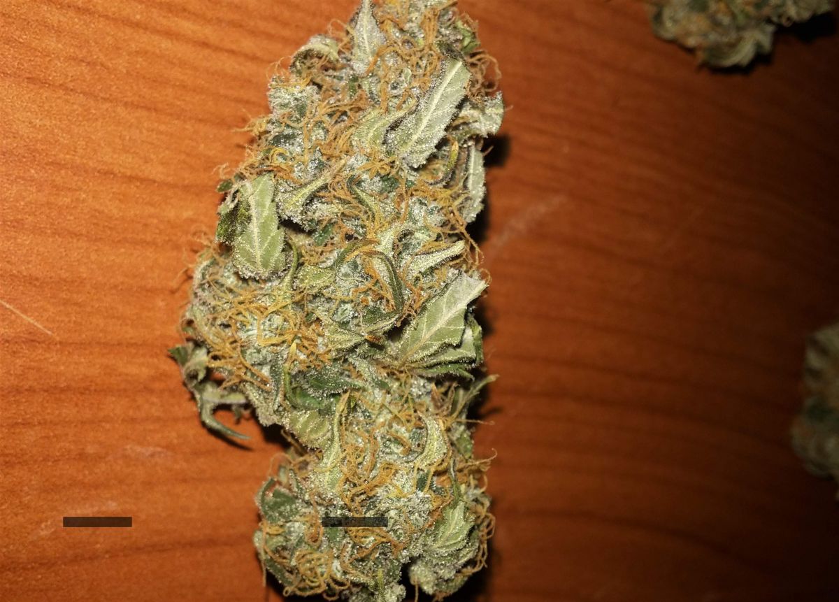 Fastbuds Rhino Ryder by luckyleaf.jpg