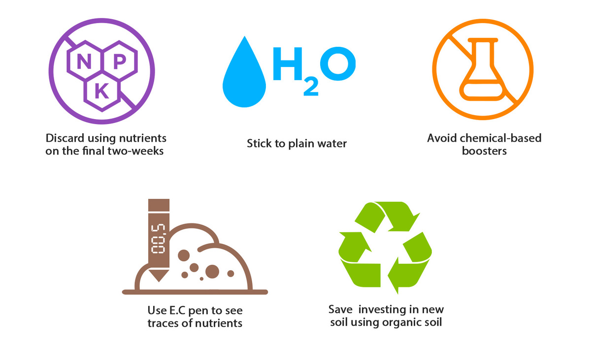 Top Tips On Flushing Cannabis Plants