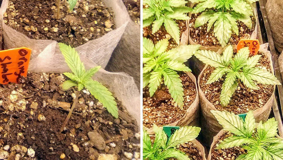 Orange Sherbet Auto Cannabis Strain Week-by-Week Guide: Grown-up seedlings ready for transplant