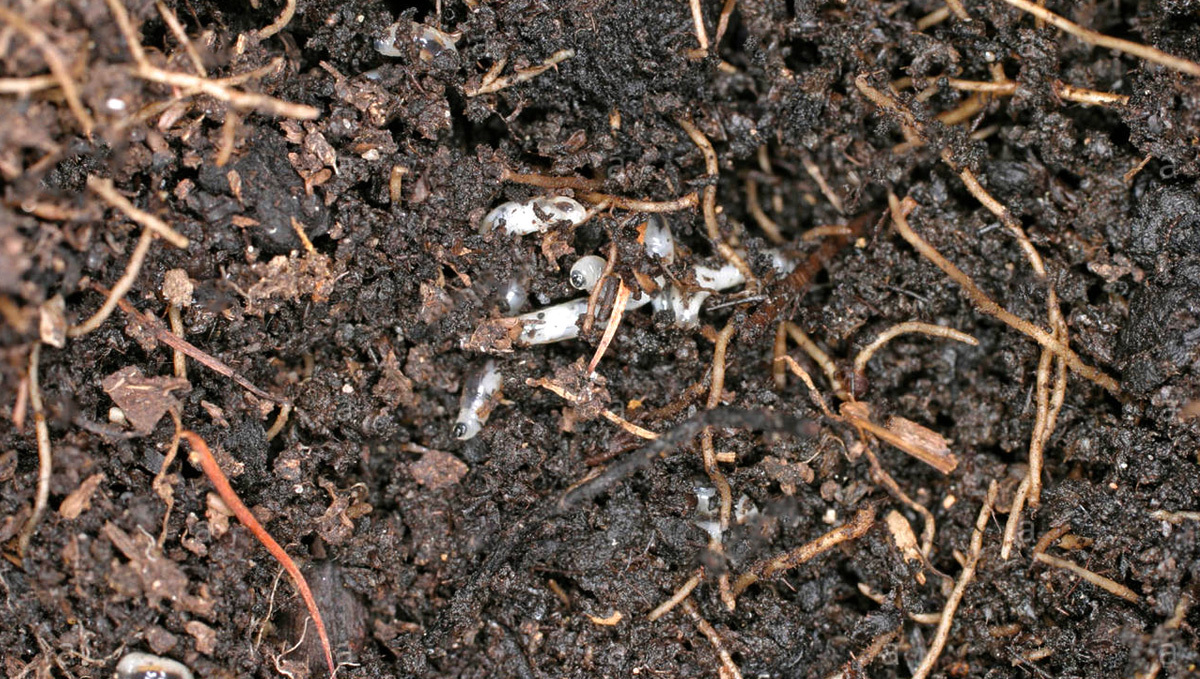 Where can fungus gnats live