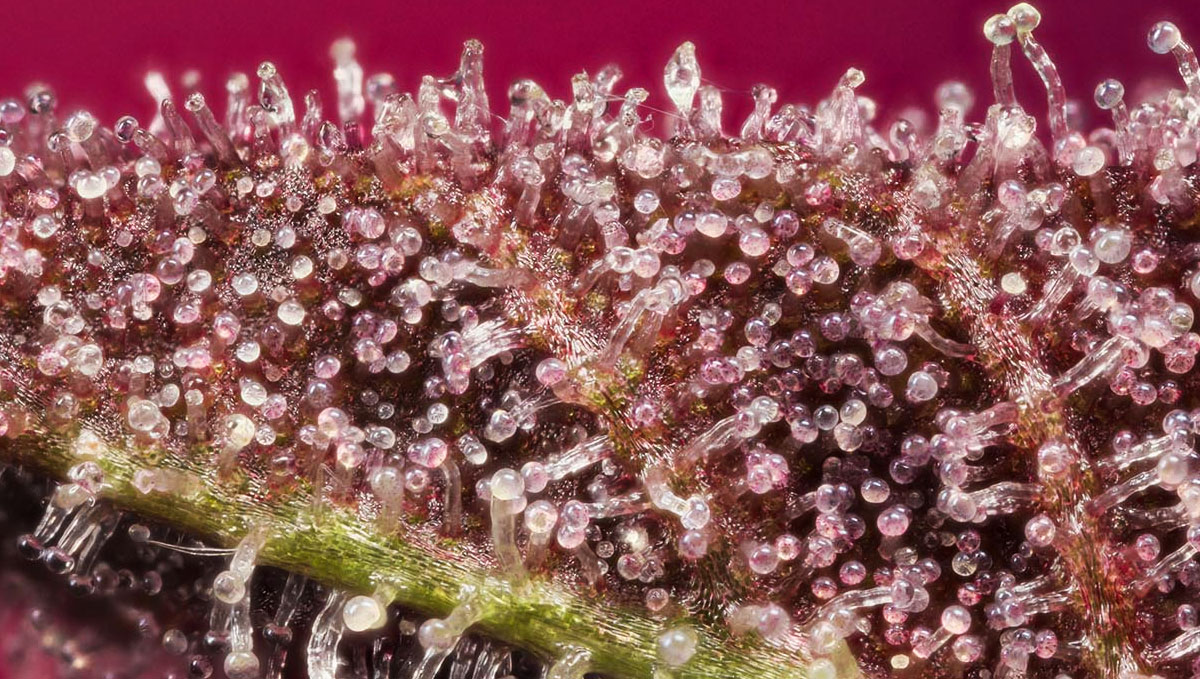 The Cannabinoids Handbook: Everything You Need To Know | Fast Buds