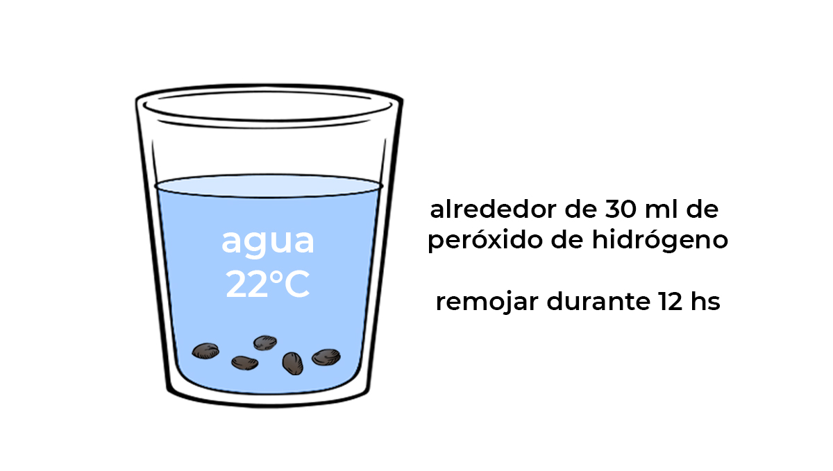 Método de germinación: agua suplementada Método de germinación: agua suplementada