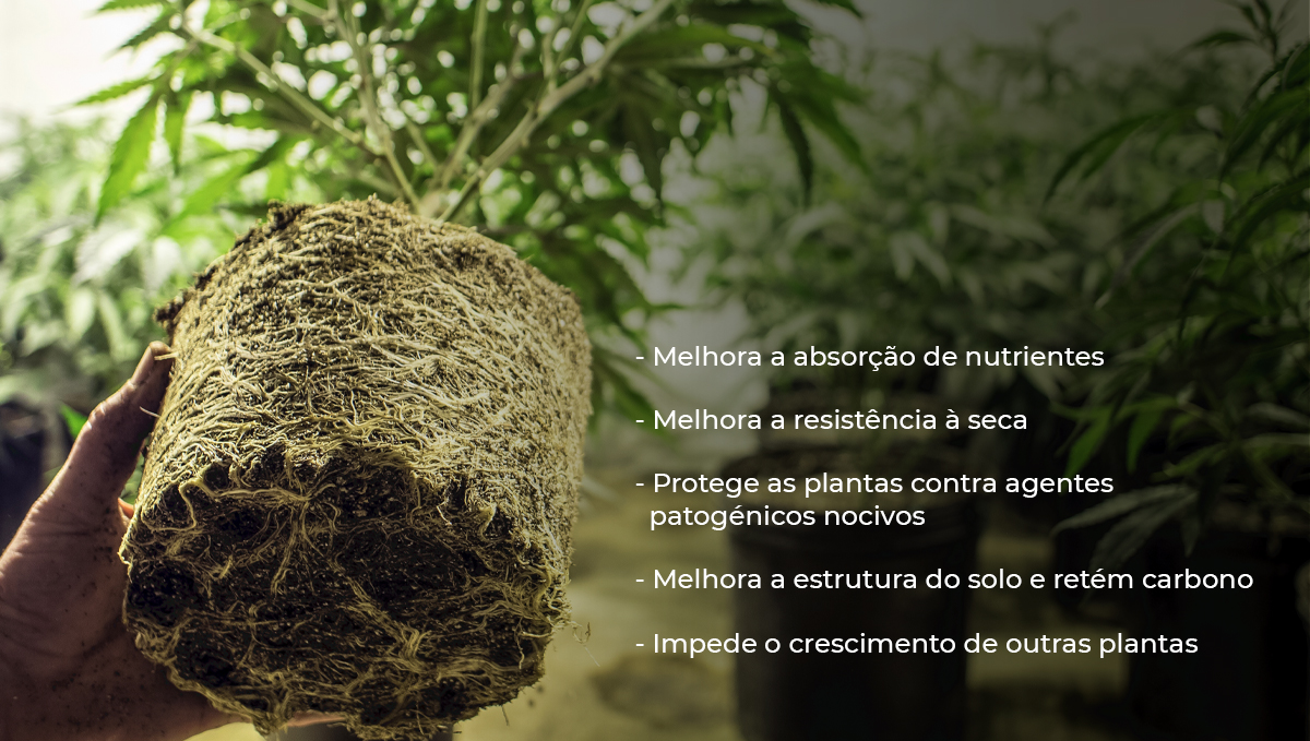 Cannabis e micorrizas: benefícios Cannabis e micorrizas: benefícios