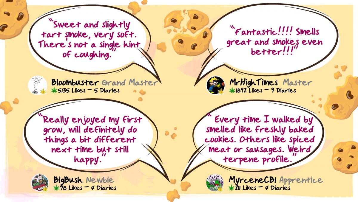Gorilla Cookies Auto, guía semanal de la variedad: Cultivadores opinando sobre el humo Gorilla Cookies Auto, guía semanal de la variedad: Cultivadores opinando sobre el humo