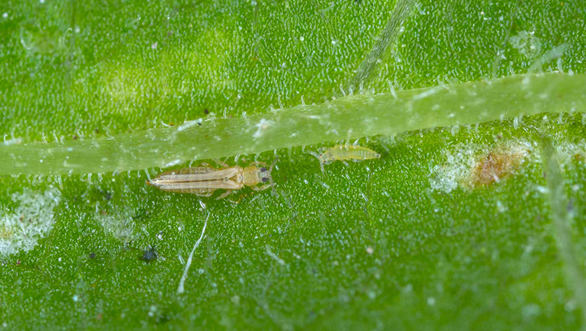 Thrips on Cannabis plant