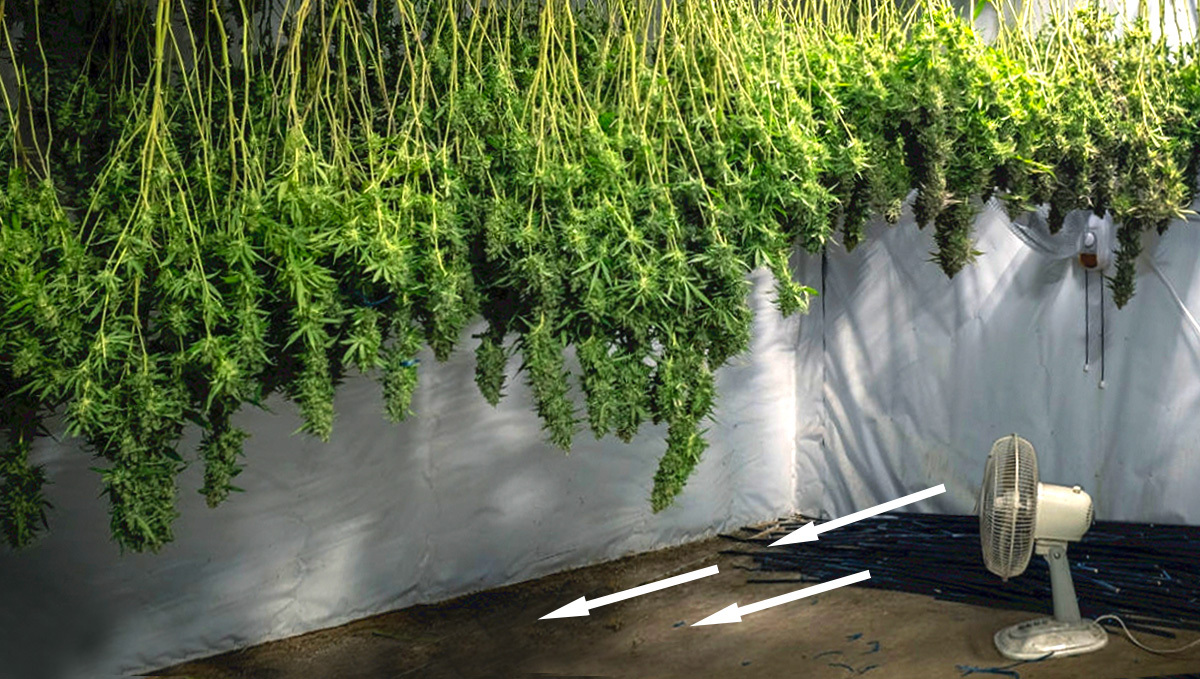Air flow fan while drying cannabis