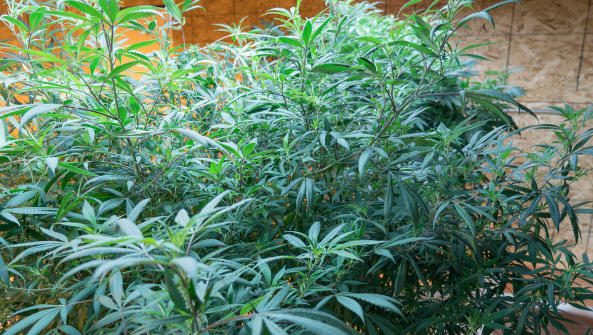 Mother plant care: why should i keep a mother plant?