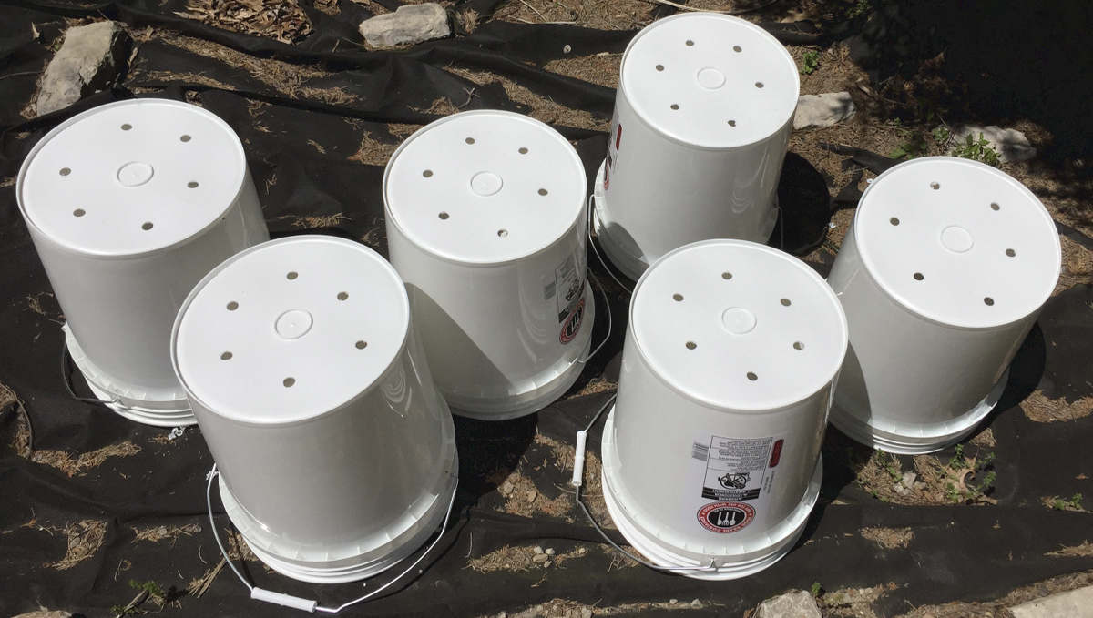 Tipos de vasos para o cultivo de autoflorescentes: baldes de tinta