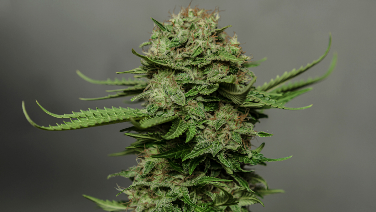 How to increase thc: genetics How to increase thc: genetics