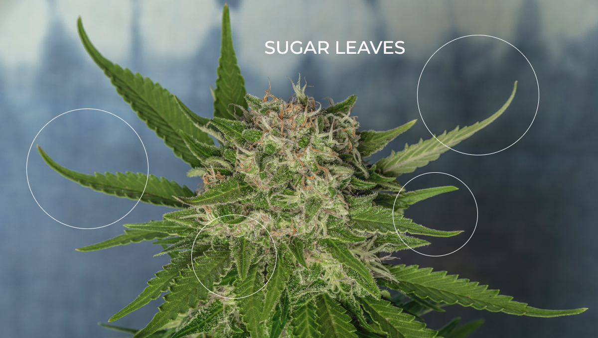 Cannabis plants anatomy: sugar leaves Cannabis plants anatomy: sugar leaves