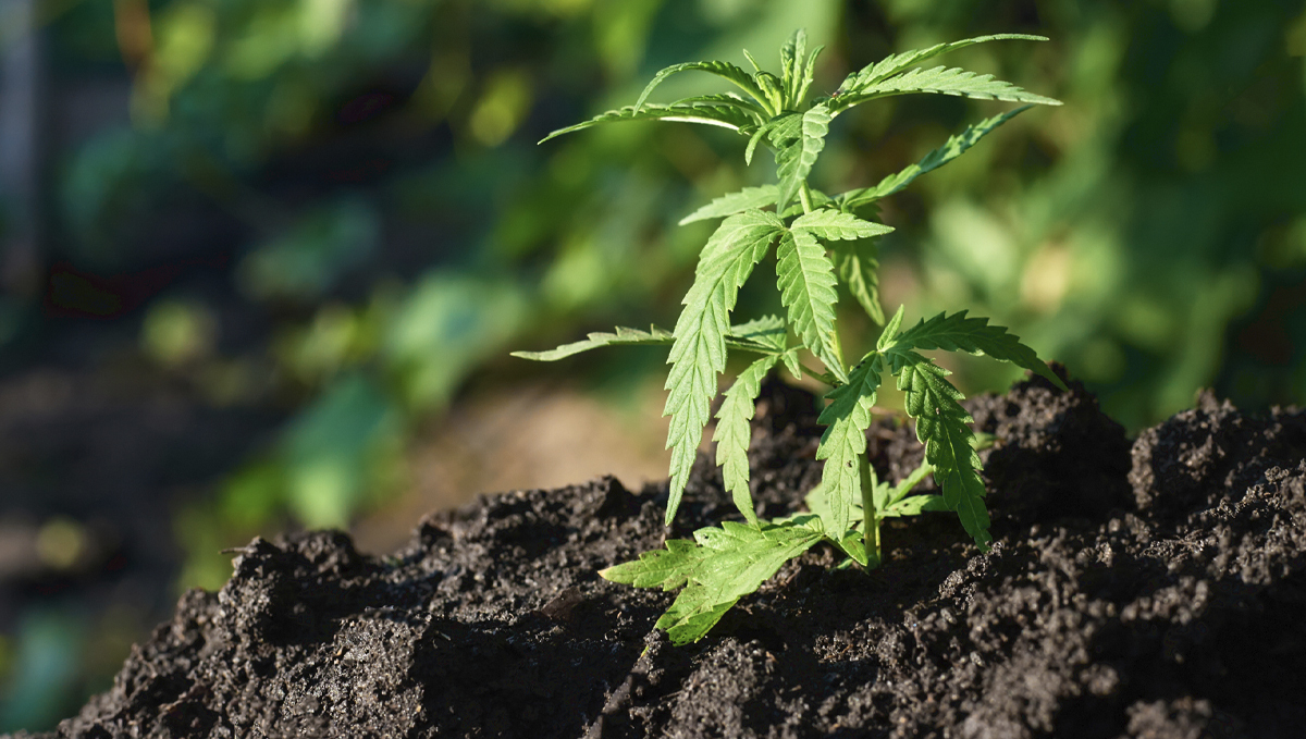 Hesi usage guide: fertilizers