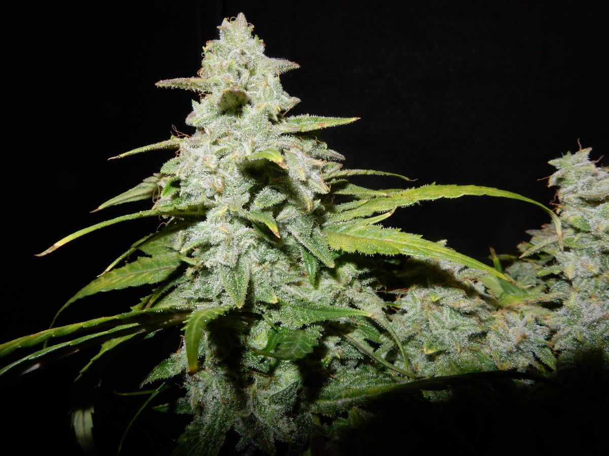 fastbuds green crack by tripaholic.jpg