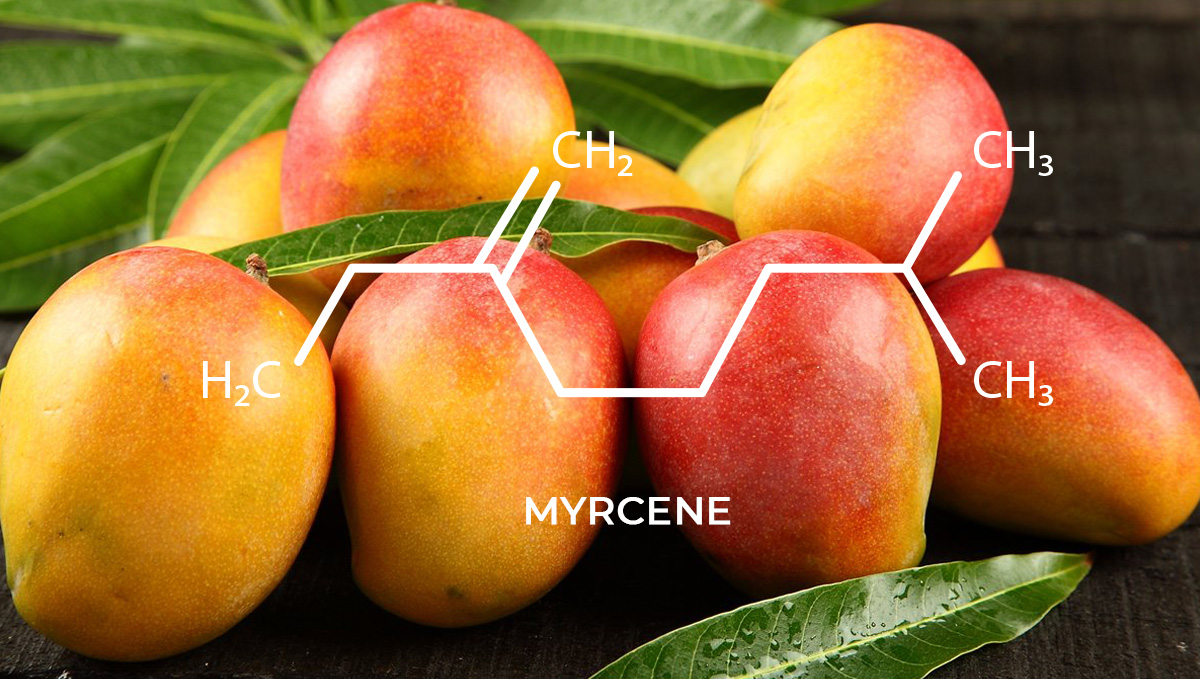 Hashishene: A Terp That Gives Moroccan Hash Its Unique Aroma: Myrcene in mangos Hashishene: A Terp That Gives Moroccan Hash Its Unique Aroma: Myrcene in mangos