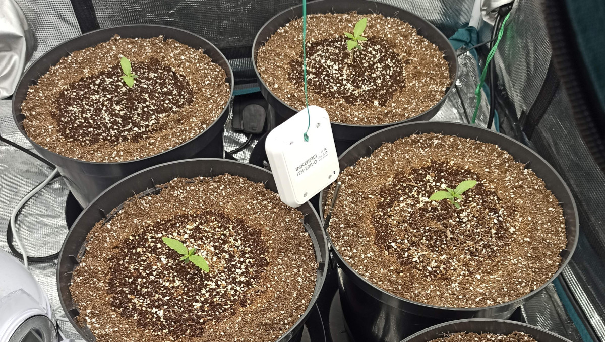 Strawberry Pie Auto Cannabis Strain Week-by-Week Guide: Seedlings in big plastic containers filled with coco Strawberry Pie Auto Cannabis Strain Week-by-Week Guide: Seedlings in big plastic containers filled with coco