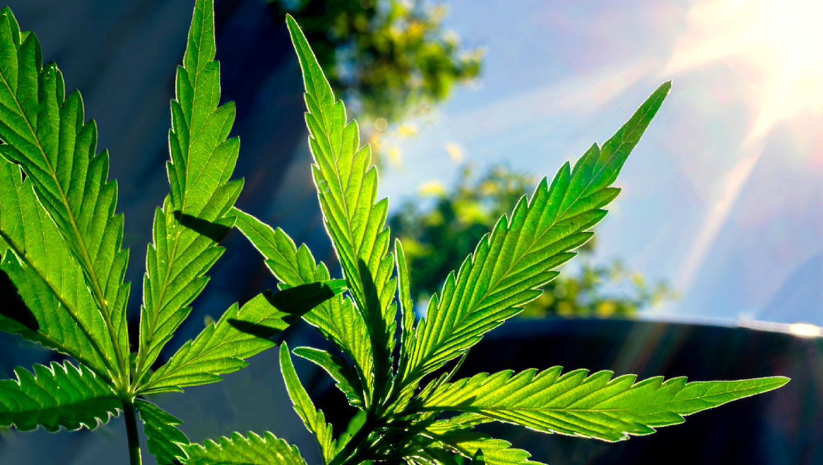 Best light schedule for cannabis in the vegetative stage: light schedules outdoors Best light schedule for cannabis in the vegetative stage: light schedules outdoors