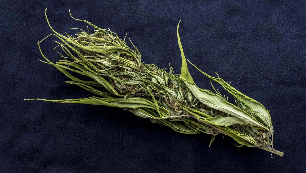 Sinsemilla: the history